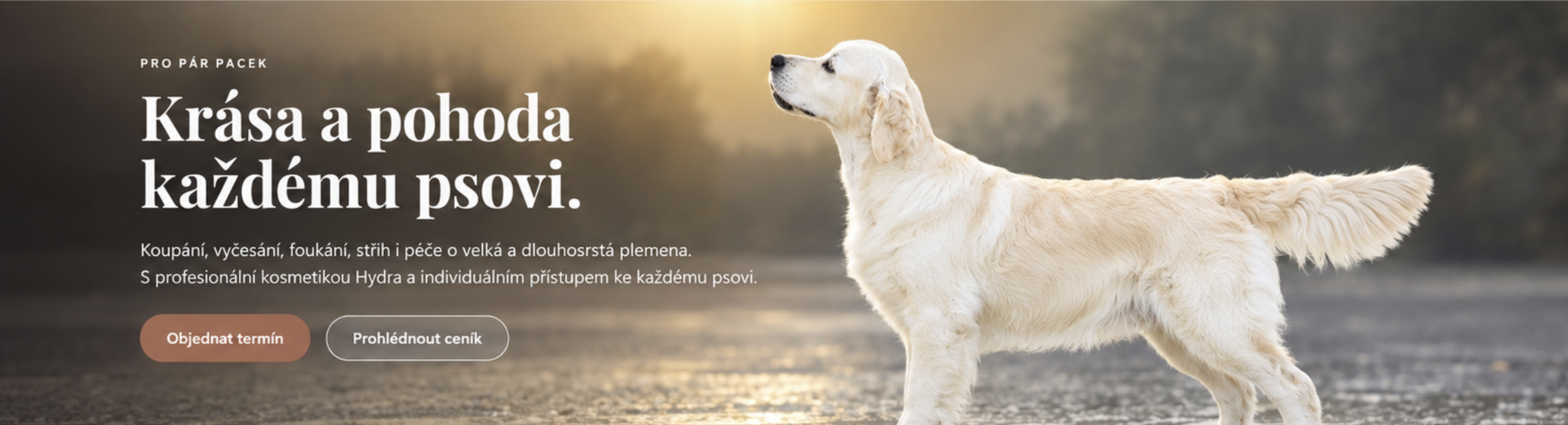 Face – zlatý retrívr, Krása a pohoda každému psovi