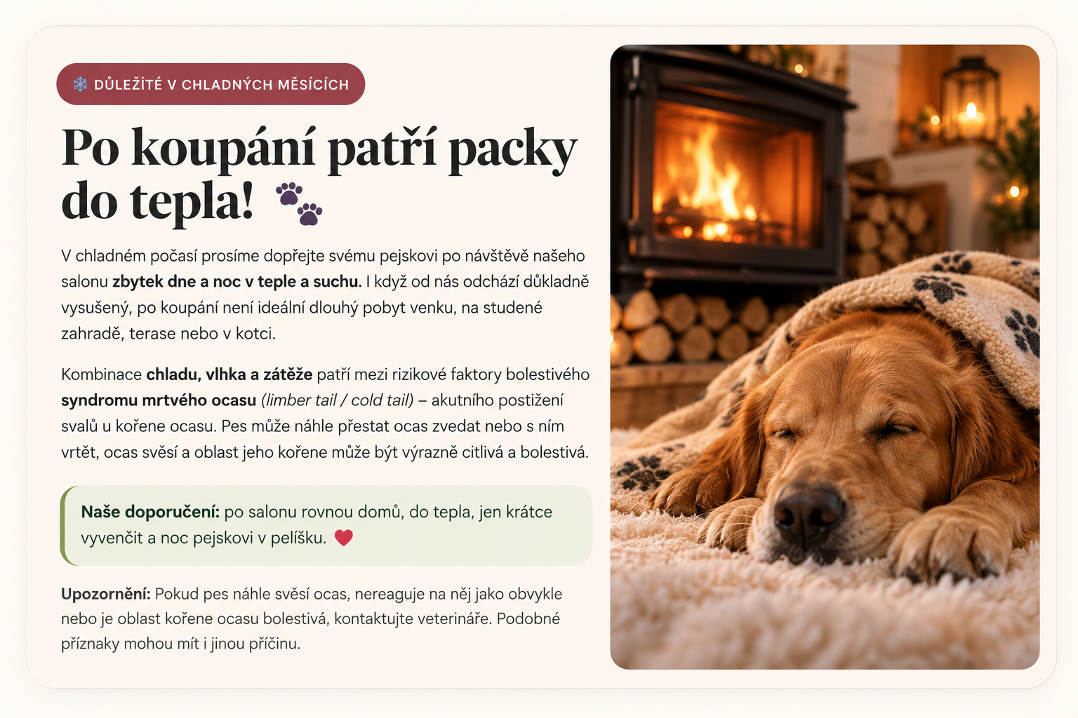 Po koupání patří packy do tepla – doporučení pro péči o psa po návštěvě salonu v chladných měsících